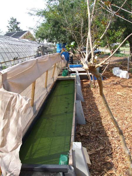 Duckweed tank (Medium).JPG