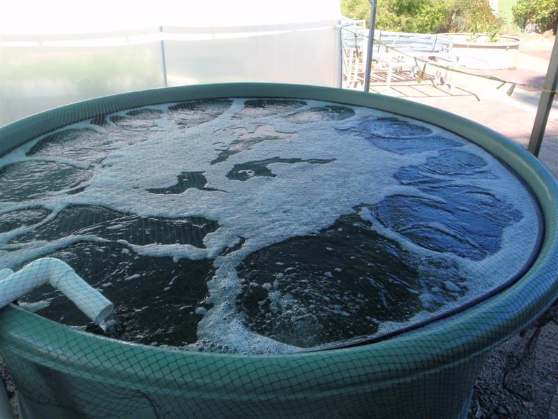 P4040017 (Medium).JPG