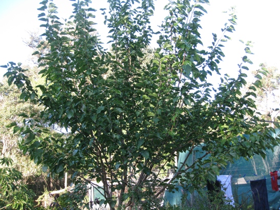 byap photos5-4-09 029.JPG