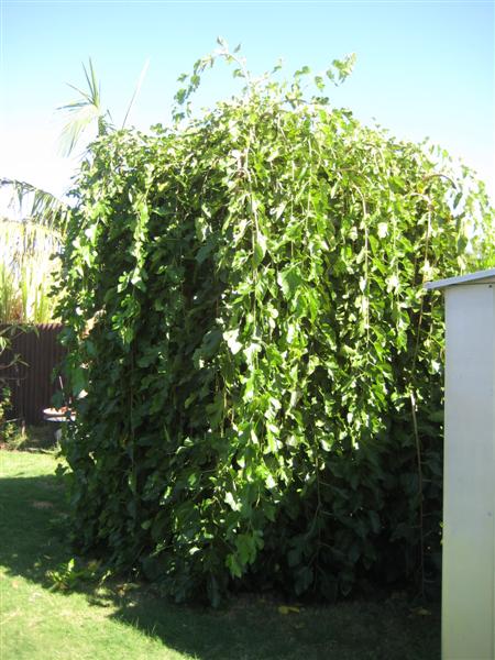 IMG_1734 (Medium).JPG