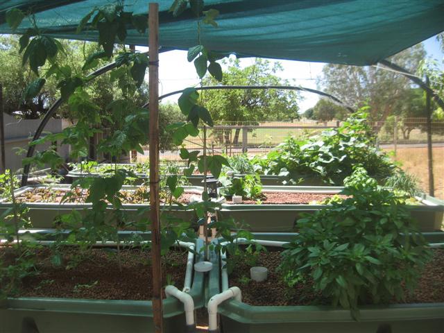 fish 079 (Small).jpg