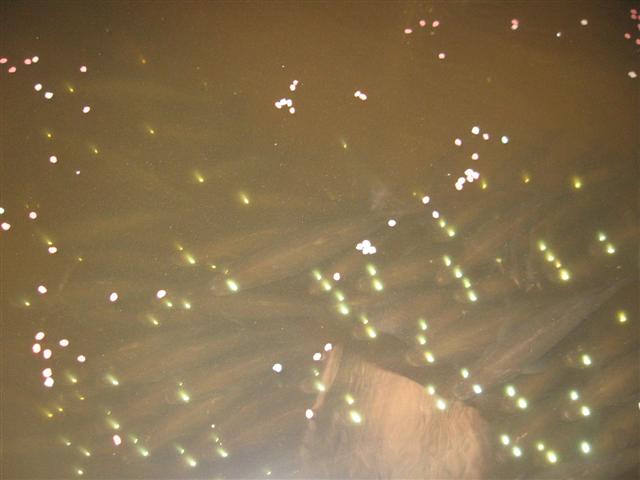 fish 080 (Small).jpg