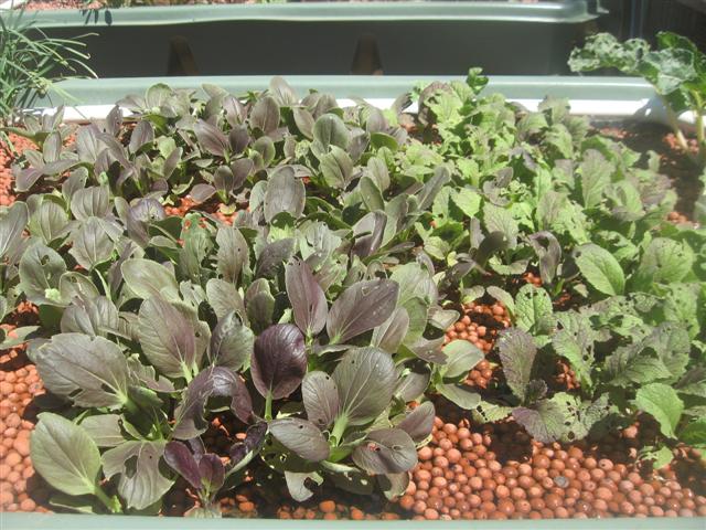 fish 084 (Small).jpg