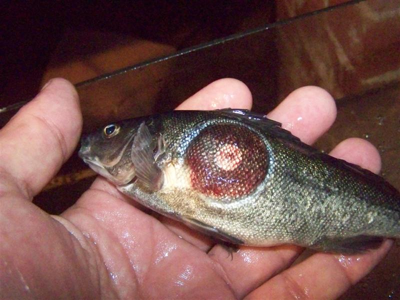 100_2755 (Medium).JPG