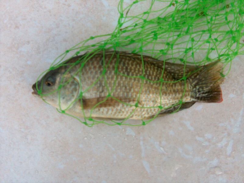 tilapia guess.jpg