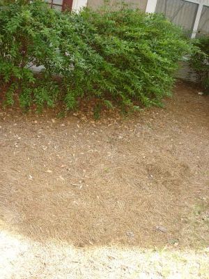 Aquaponics - Outdoor Location - 003.jpg