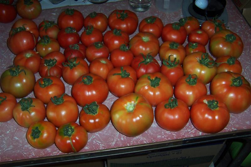 100_0956 (Medium).JPG