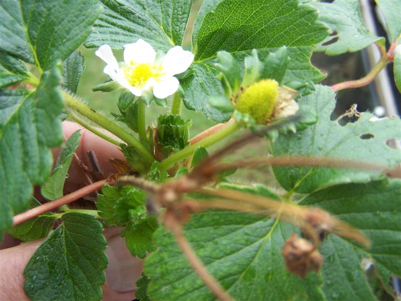 100_2810 (Medium).JPG