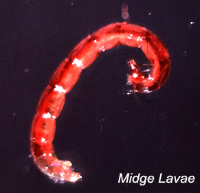 Midge_Larvae1.jpg