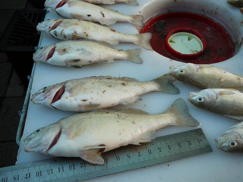 AP-HSMRed_ 14-04-'09 006.jpg