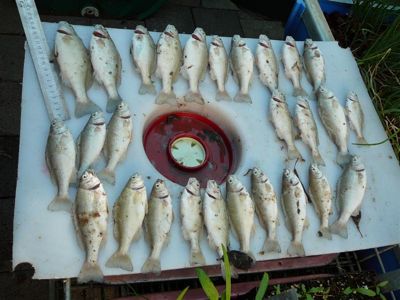 AP-HSMRed _ 14-04-'09 004.jpg