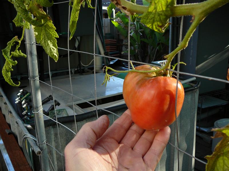 AP-HSMRed _ 14-04-'09 001.jpg