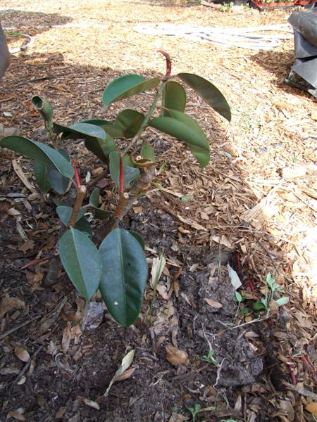 DSCF4050 (Medium).JPG