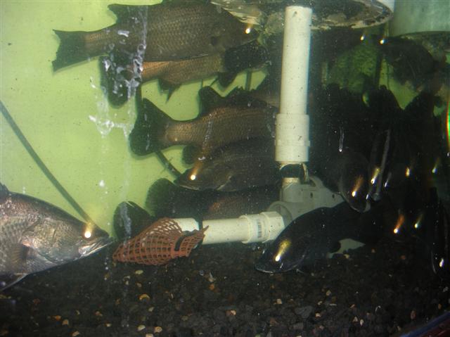 inside barra (2).JPG