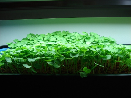 brothers plants 001.JPG