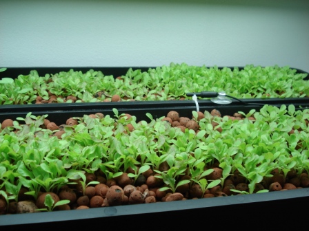 brothers plants 003.JPG