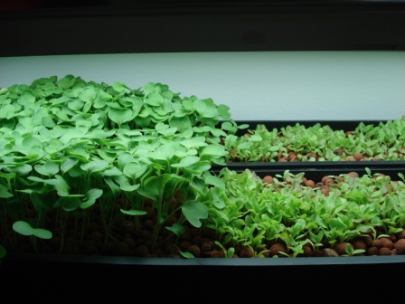 brothers plants 004.JPG