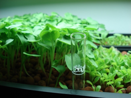 brothers plants 005.JPG