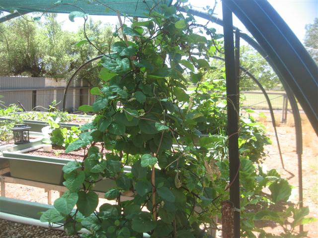 fish 081 (Small).jpg