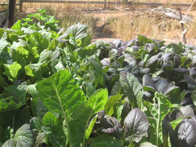 fish 105 (Small).jpg