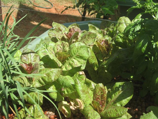 fish 106 (Small).jpg