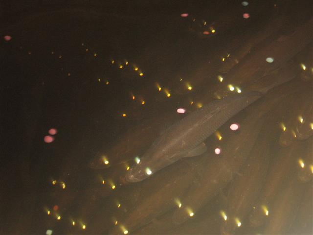 fish 109 (Small).jpg