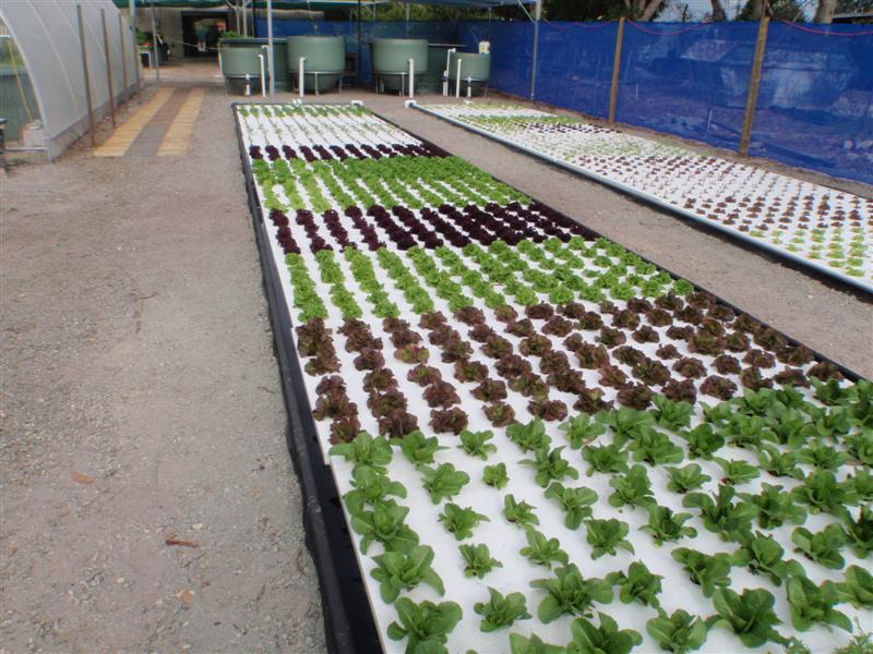 P4250116 (Medium).JPG