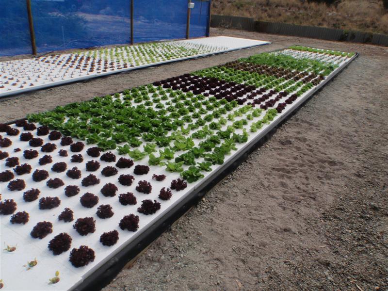 P4250115 (Medium).JPG