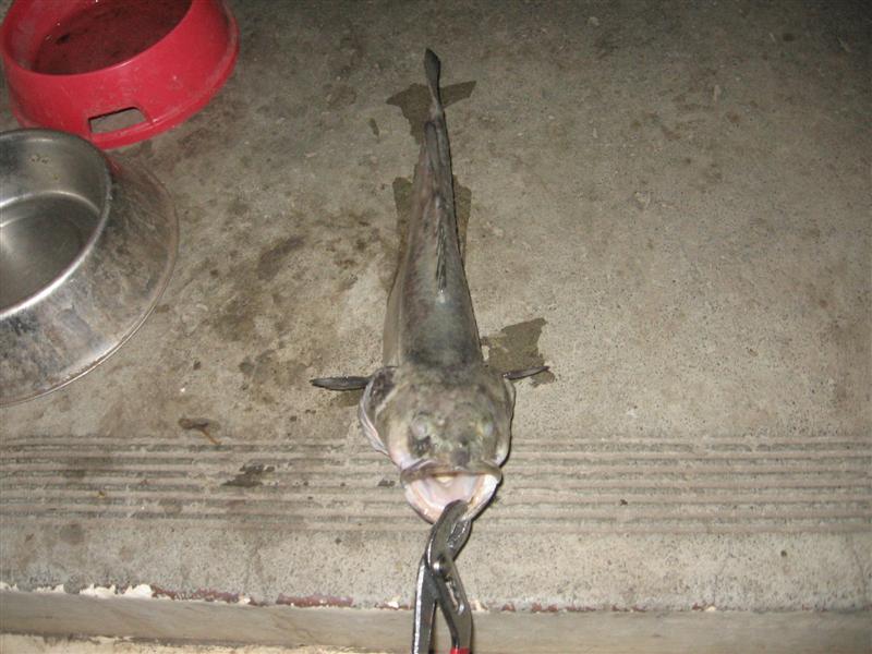 muz 005 (Medium).jpg