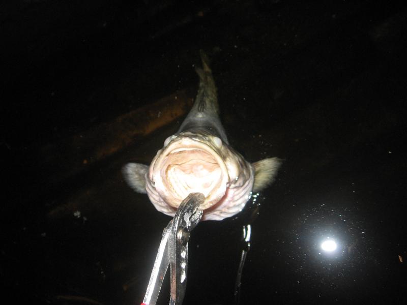 muz 002 (Medium).jpg