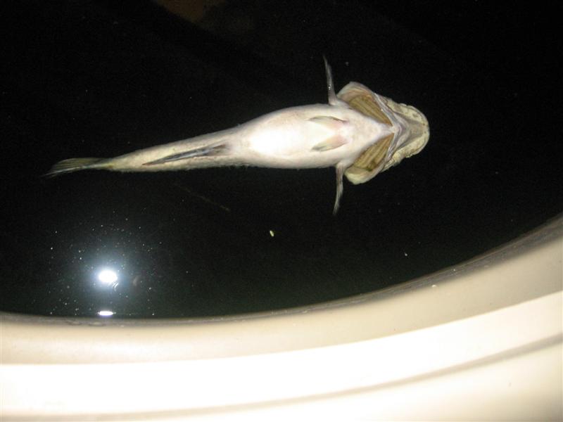 muz 001 (Medium).jpg