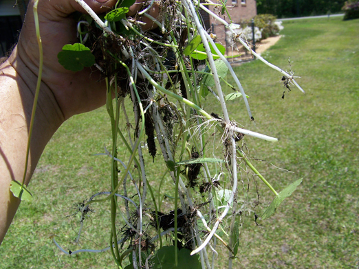 silverdollar weed2.jpg