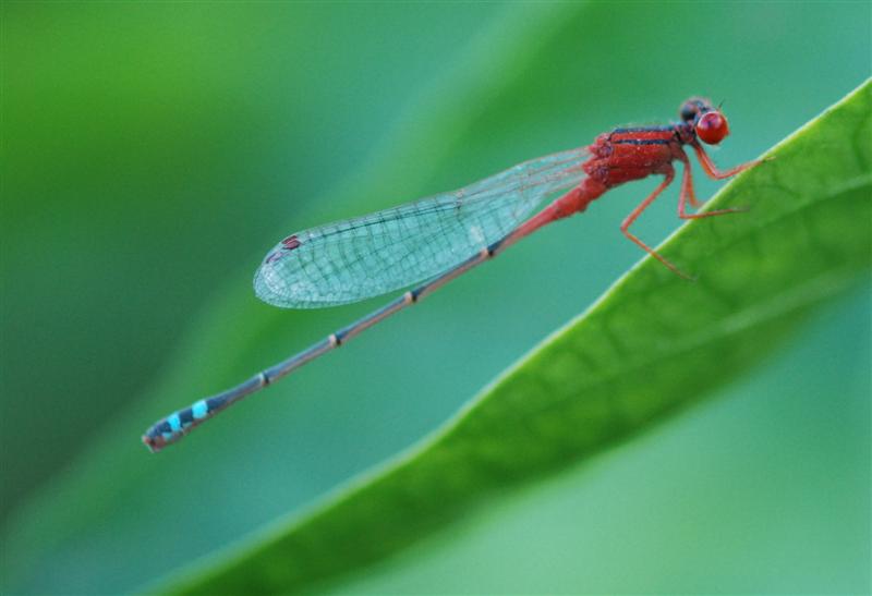 Red dragonfly at the shop (Medium).jpg