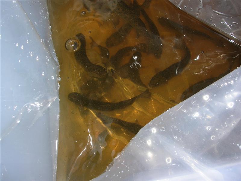 2009 -trrout (Medium).JPG