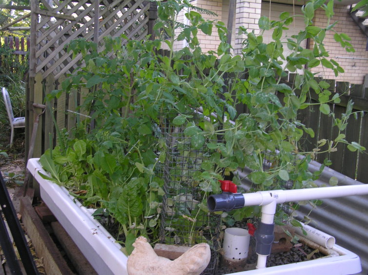 2nd angle photo with chook.jpg