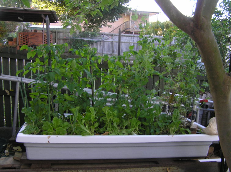 side shot of growbed showing heoght of plants.jpg