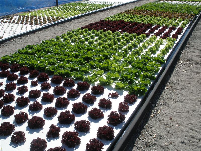 1st may 2009 237 (Medium).jpg