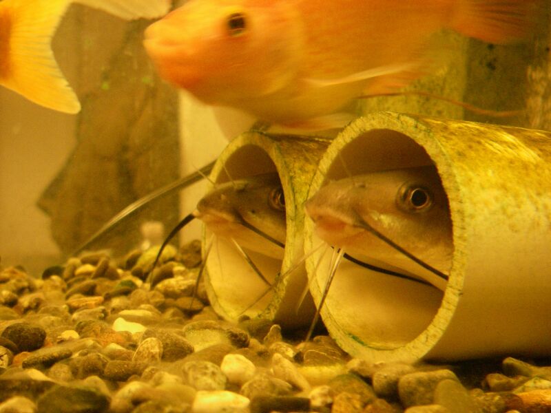 cats in 2inch (50mm).jpg