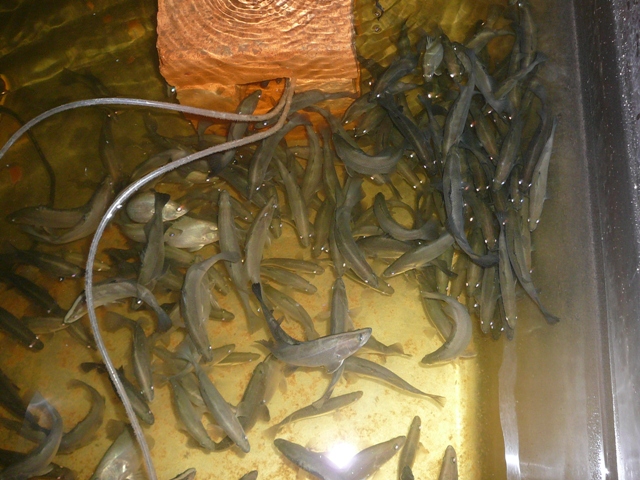 barra photos 028.jpg