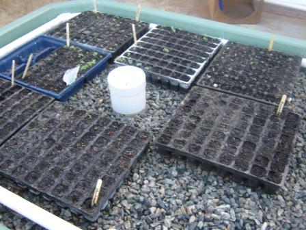 dirt seedlings.JPG