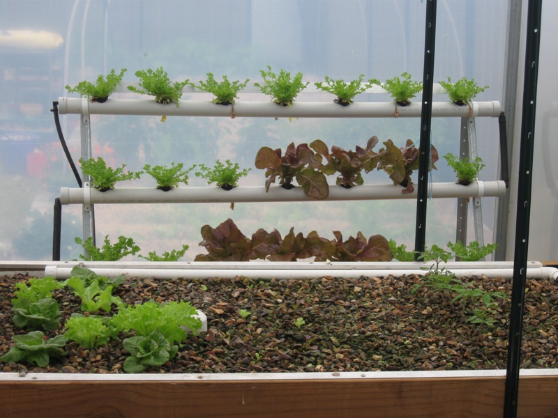 hydroponic lettuce.jpg