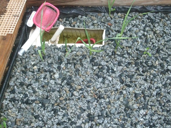 Doug's AP system, showing drain and garlic.jpg