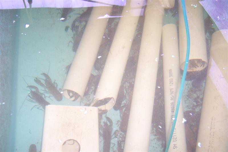 100_0963 (Medium).JPG