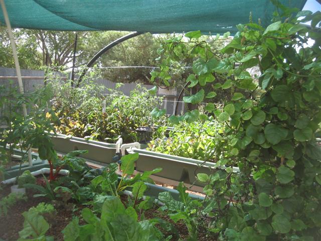 fish 116 (Small).jpg