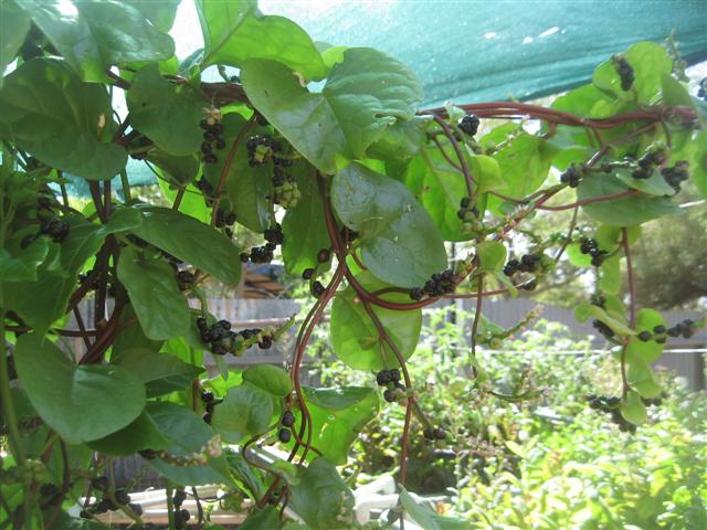 fish 117 (Small).jpg