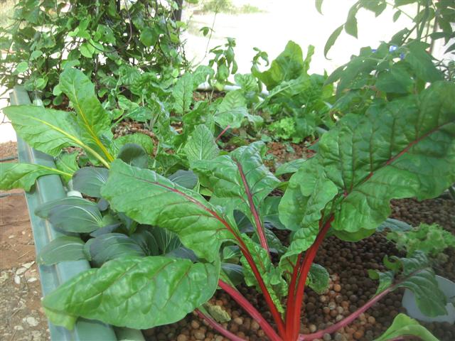 fish 120 (Small).jpg