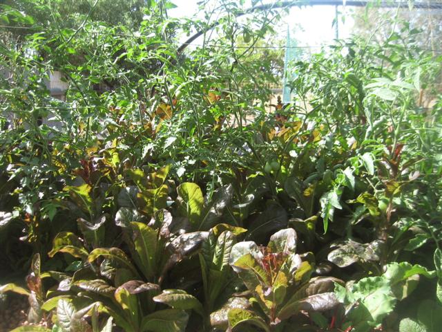 fish 119 (Small).jpg