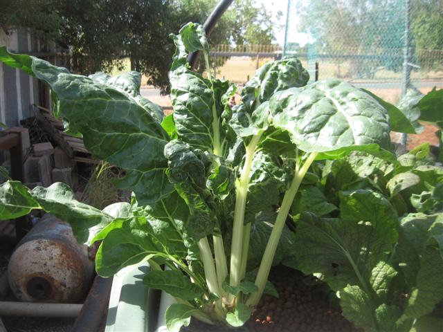 fish 123 (Small).jpg