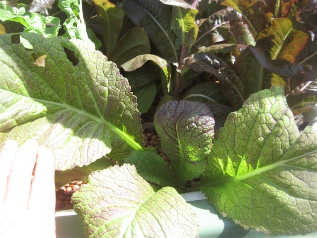 fish 122 (Small).jpg