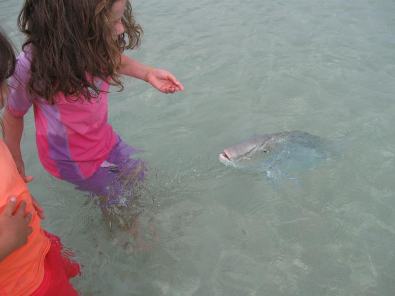 Snapper Feeding2 - Coral Bay.JPG